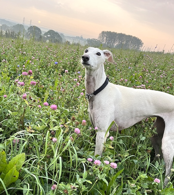 Can you give Leia a new home