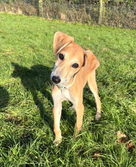 Can you give Lenny a new home