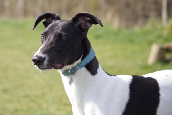 Lenny who is a Lurcher