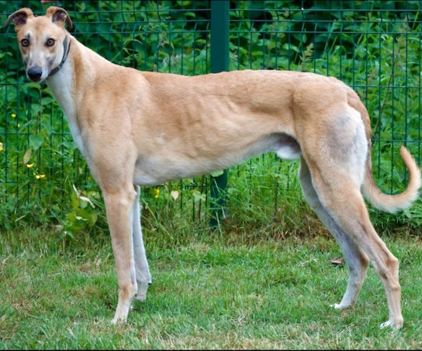 Can you give Leon a new home