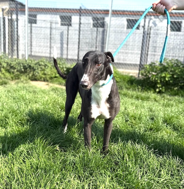 Can you give Louie a new home