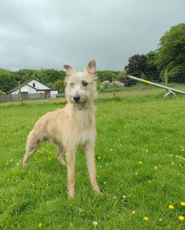 Can you give Luca` a new home