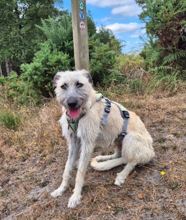 Can you give Luca a new home