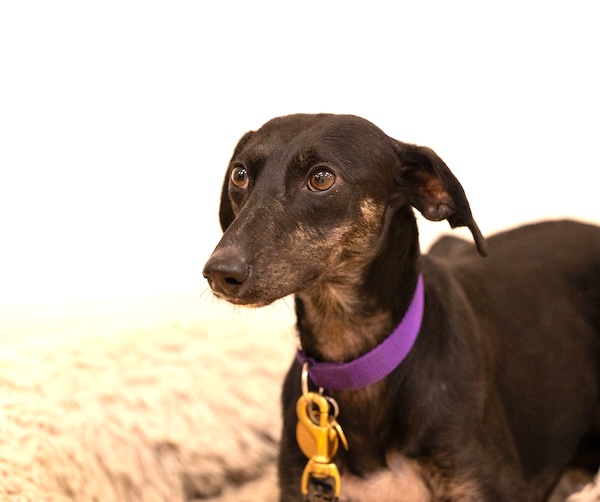 Can you give Lulu a new home