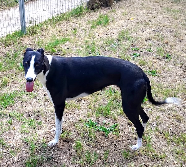 Can you give Macey a new home