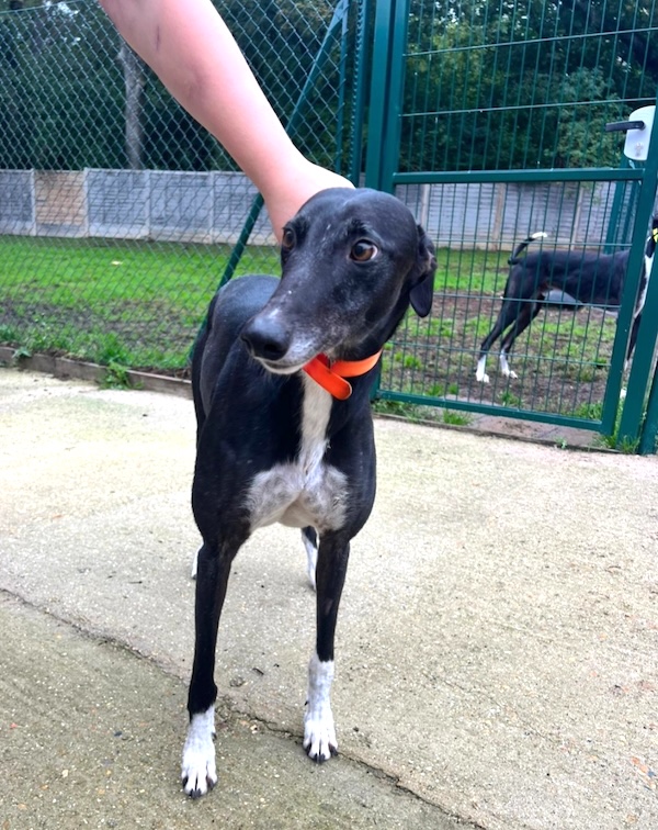 Can you give Maisie a new home
