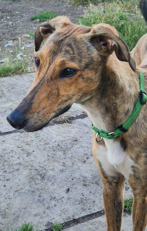 Can you give Mila a new home