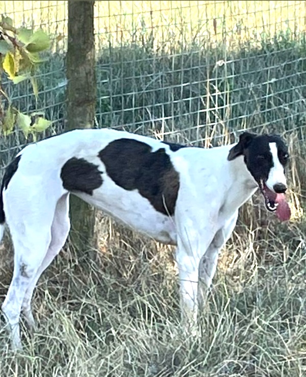 Can you give Millie a new home