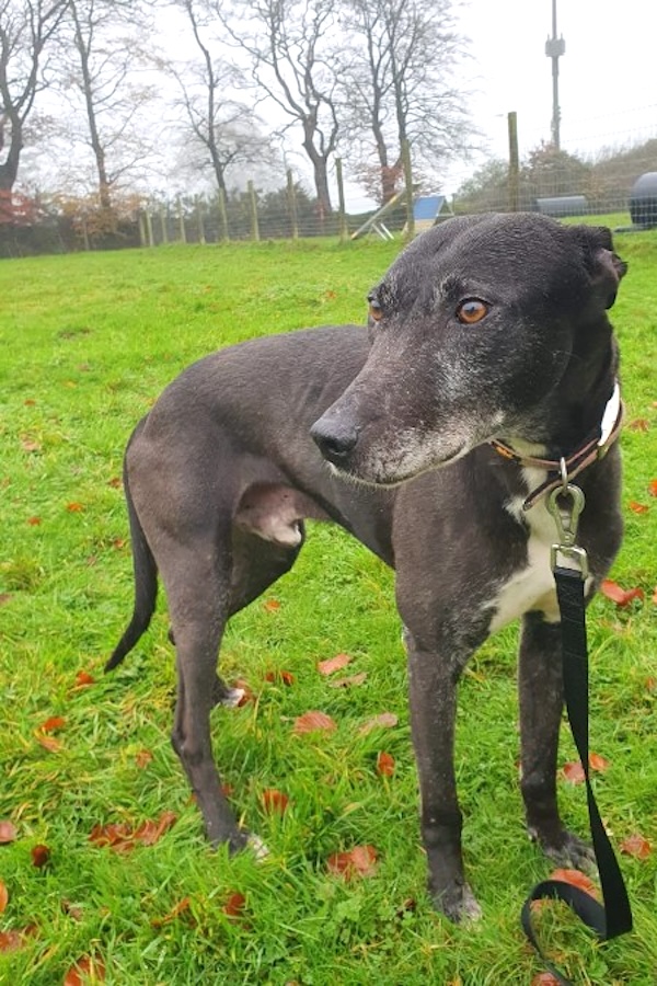 Moose who is a Lurcher