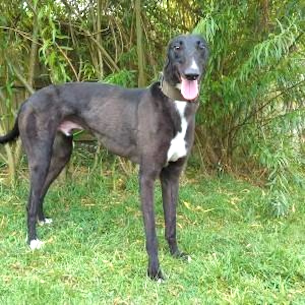 Can you give Mustang a new home