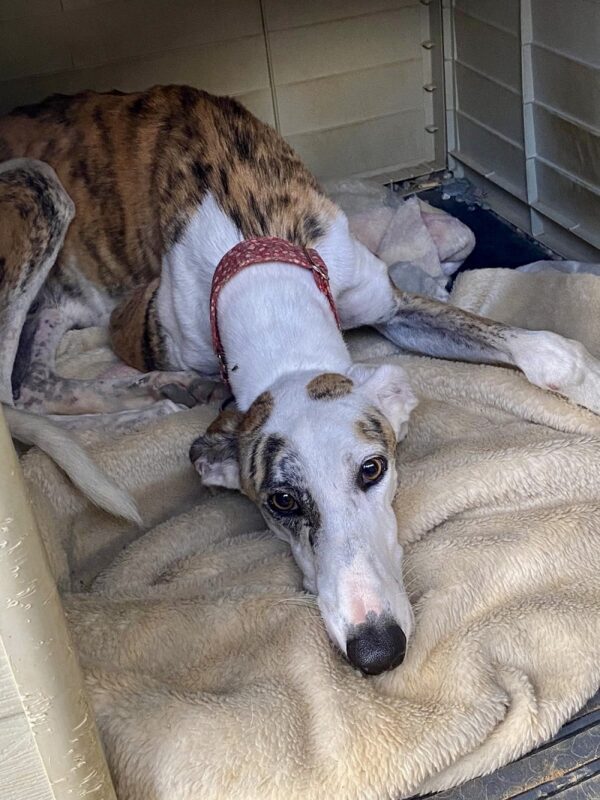 Nano who is a Greyhound