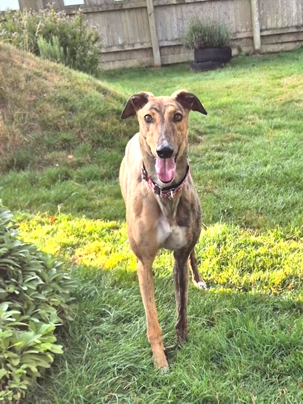 Peggy who is a Greyhound
