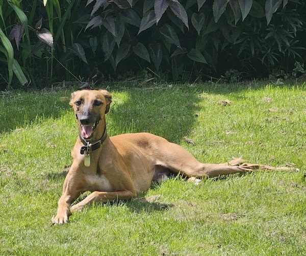 Can you give Pickle a new home