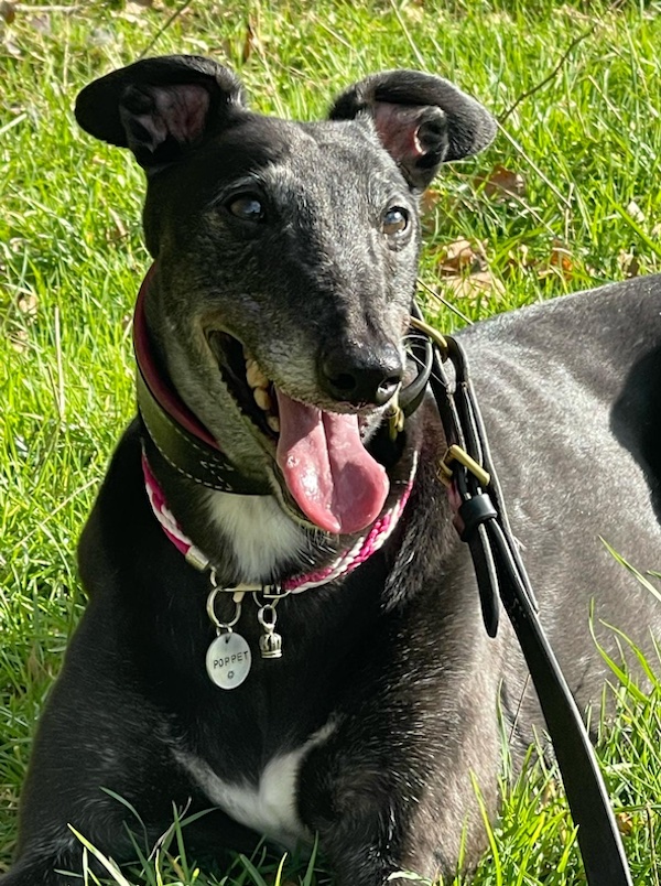 Poppet who is a Greyhound