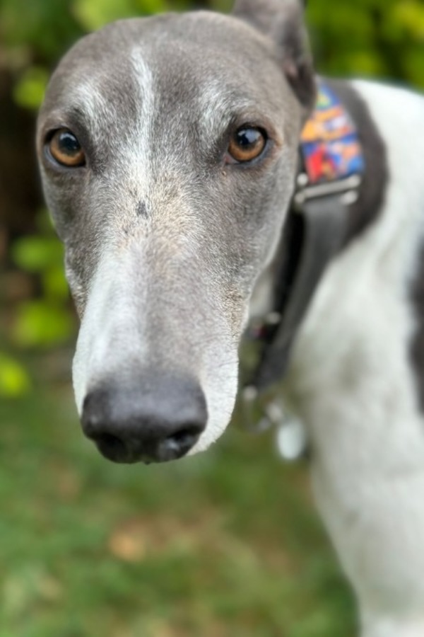 Can you give Potter a new home