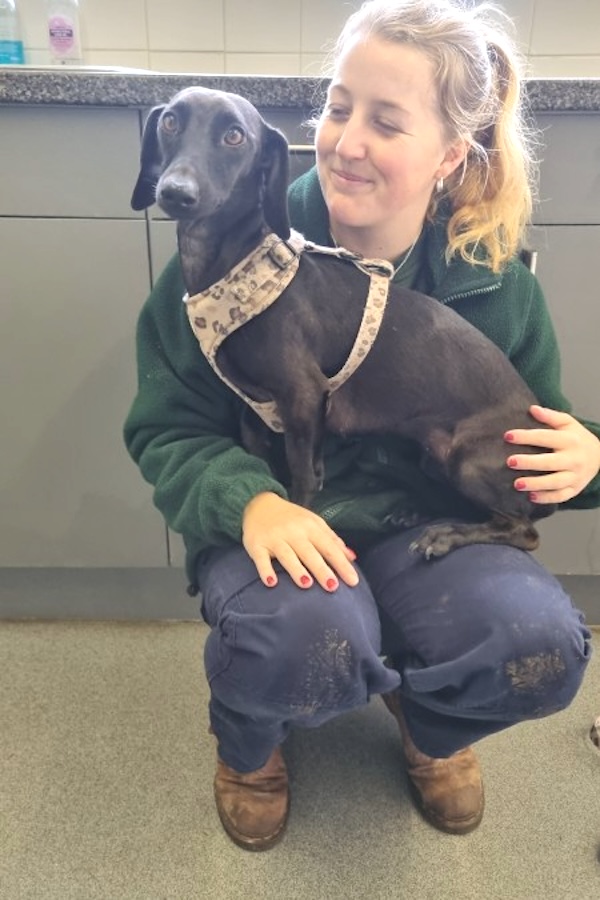 Rae who is a Whippet