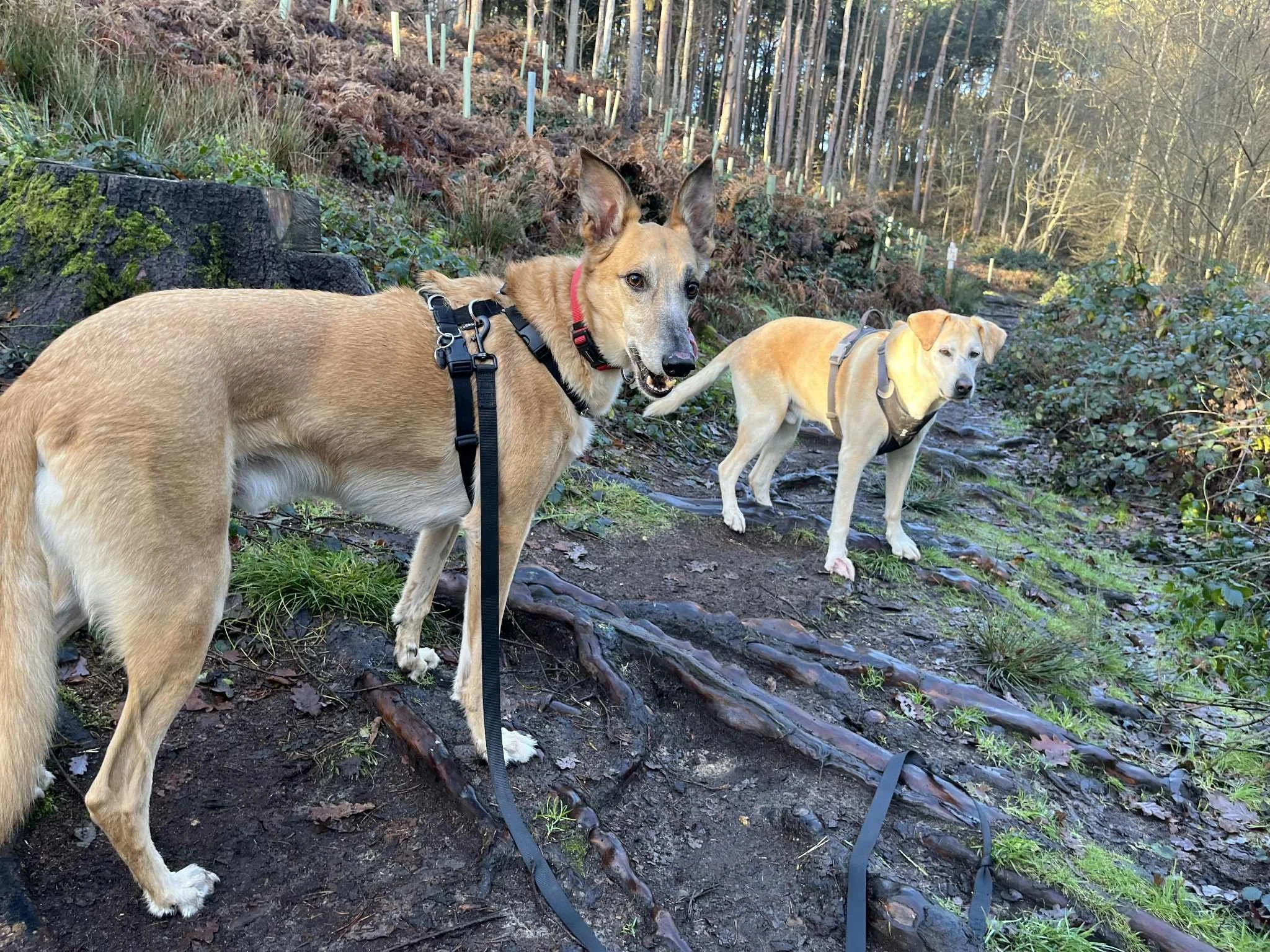 Ralphy who is a Lurcher