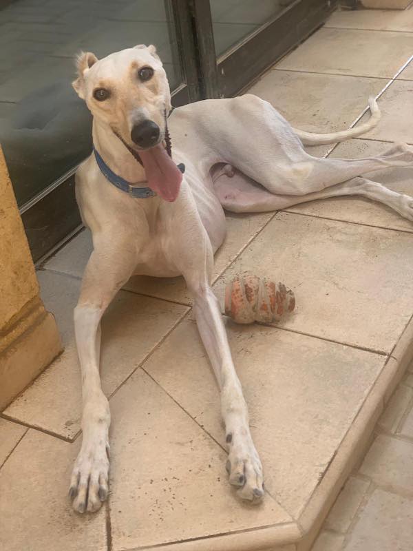 Ramzi who is a Lurcher