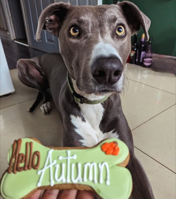 Can you give Reggie a new home