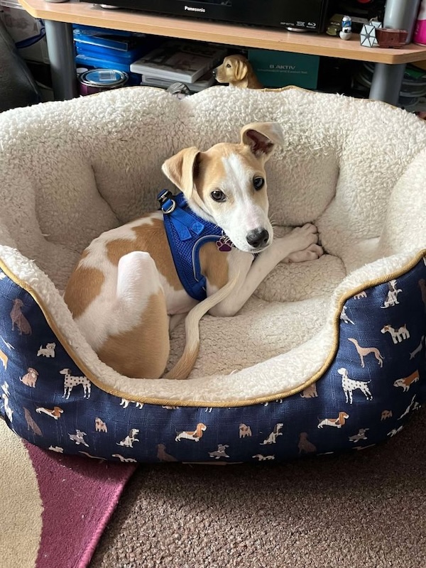 Can you give Riley a new home