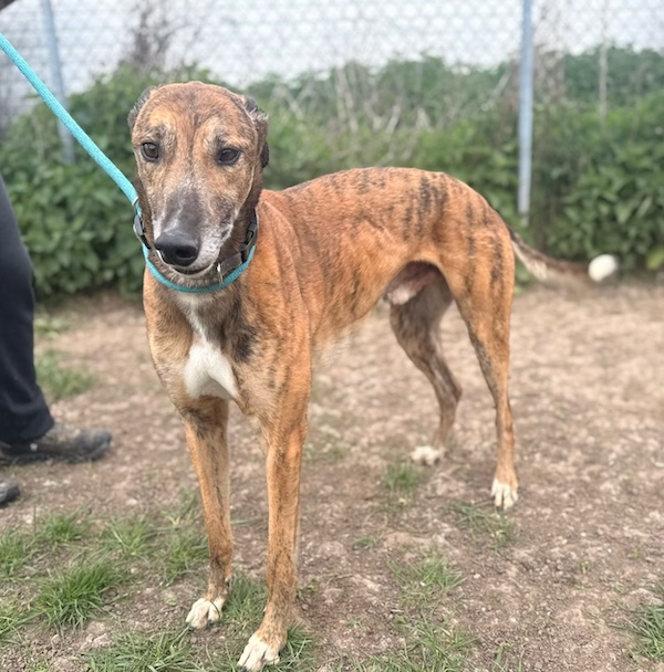 Romeo who is a Greyhound