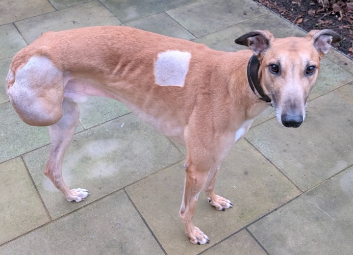 Can you give Ron a new home