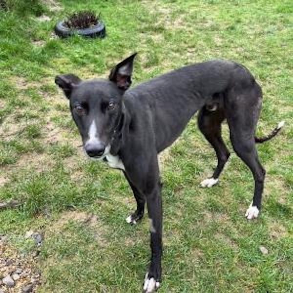 Ross who is a Greyhound