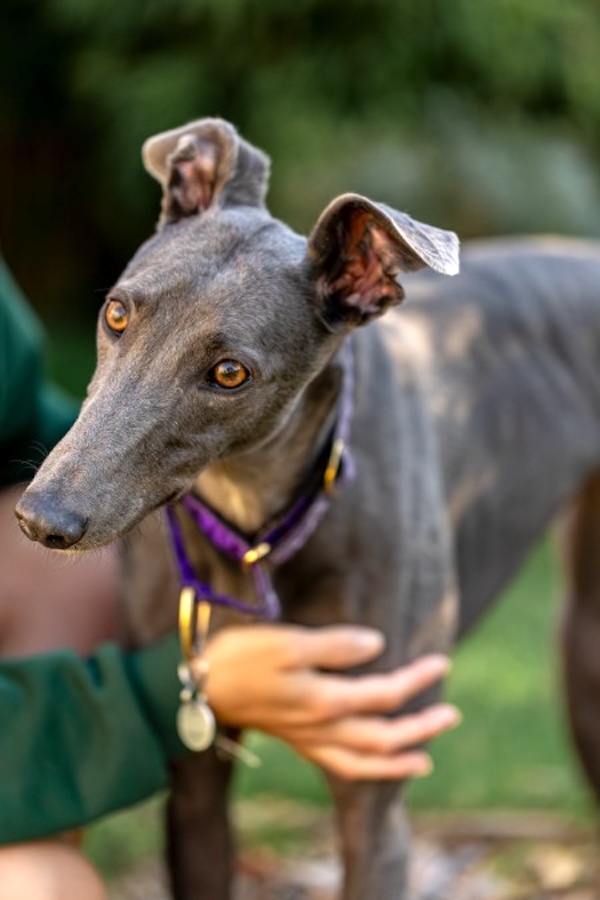 Can you give Ruby a new home