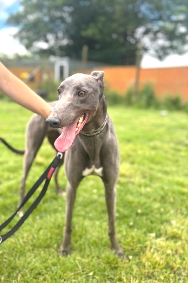 Can you give Ruby a new home