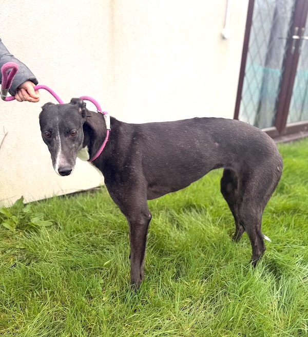 Serena who is a Greyhound