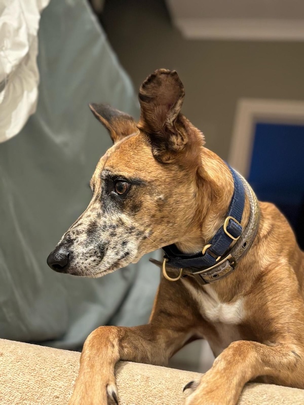 Can you give Serge a new home