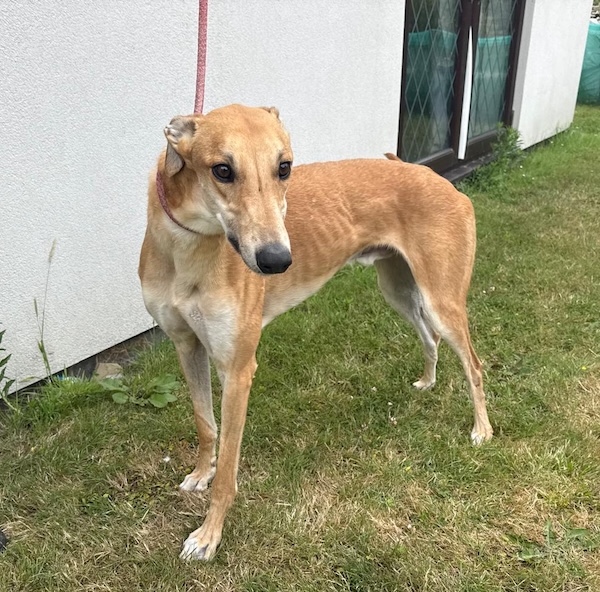 Can you give Sonny a new home