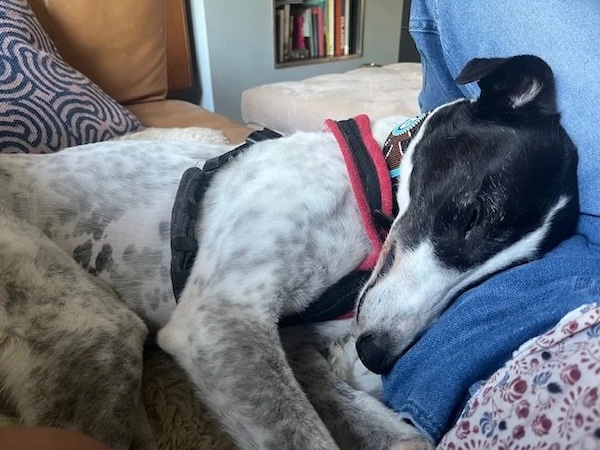Can you give Sophie a new home