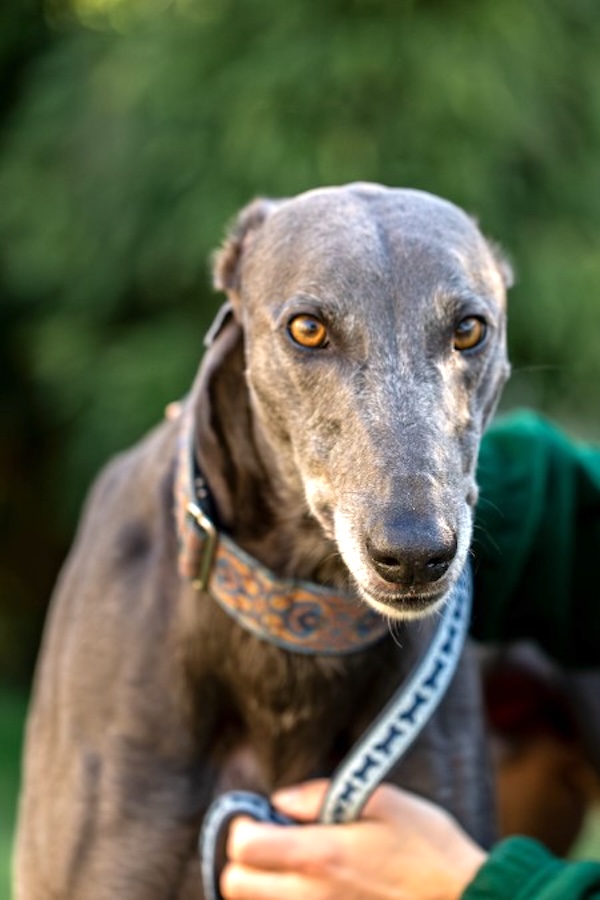 Can you give Sparkey a new home