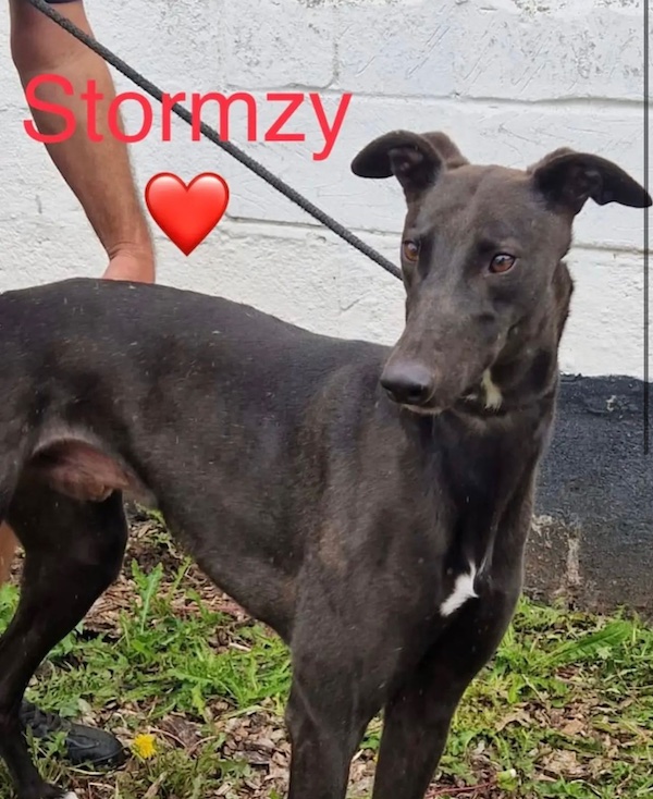 Can you give Stormzy a new home