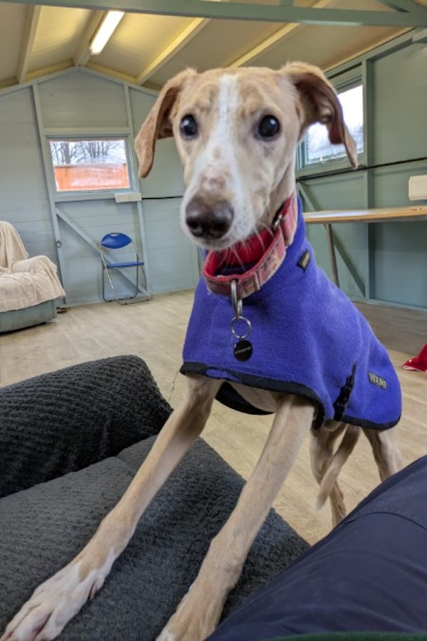 Sunny who is a Lurcher