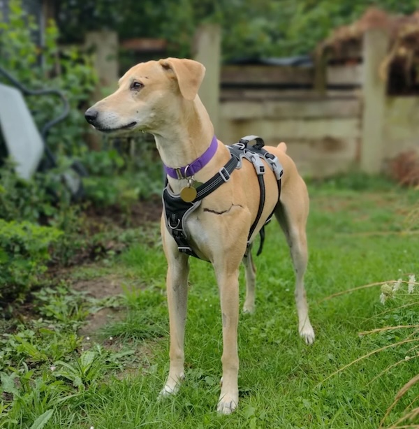 Ted who is a Lurcher