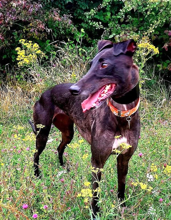 Can you give Tizzy a new home