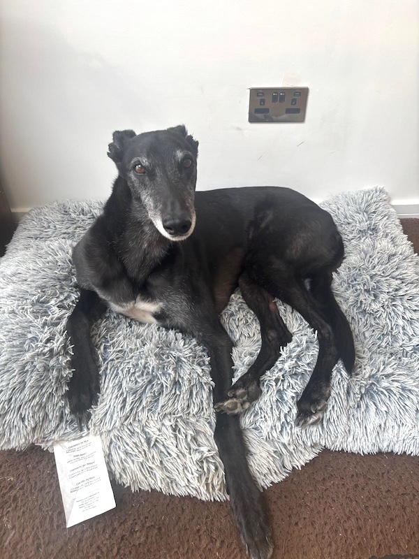Can you give Toby a new home