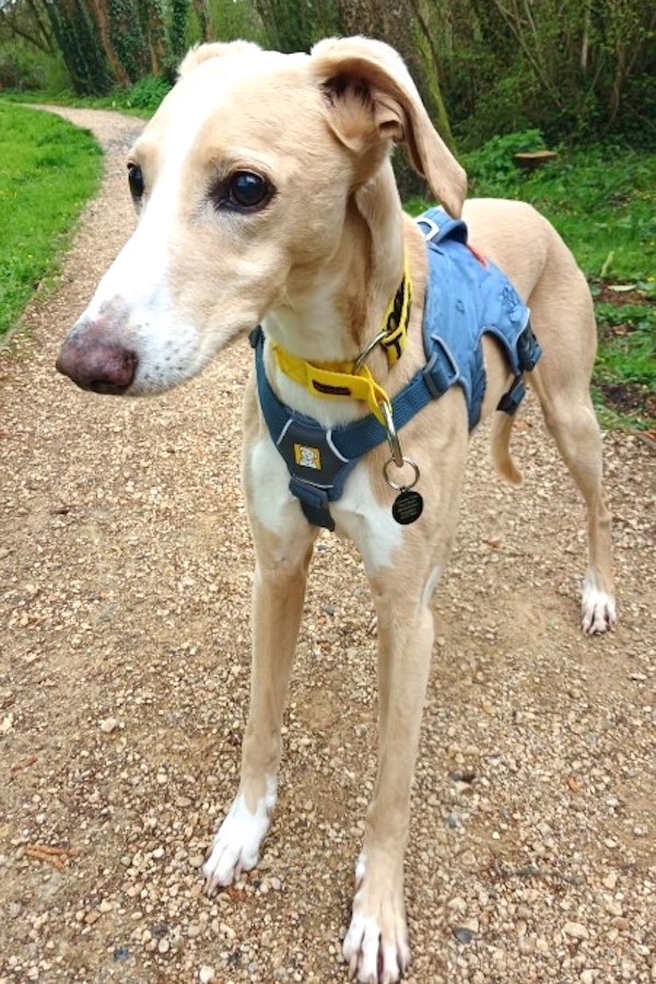 Tumblebum who is a Lurcher