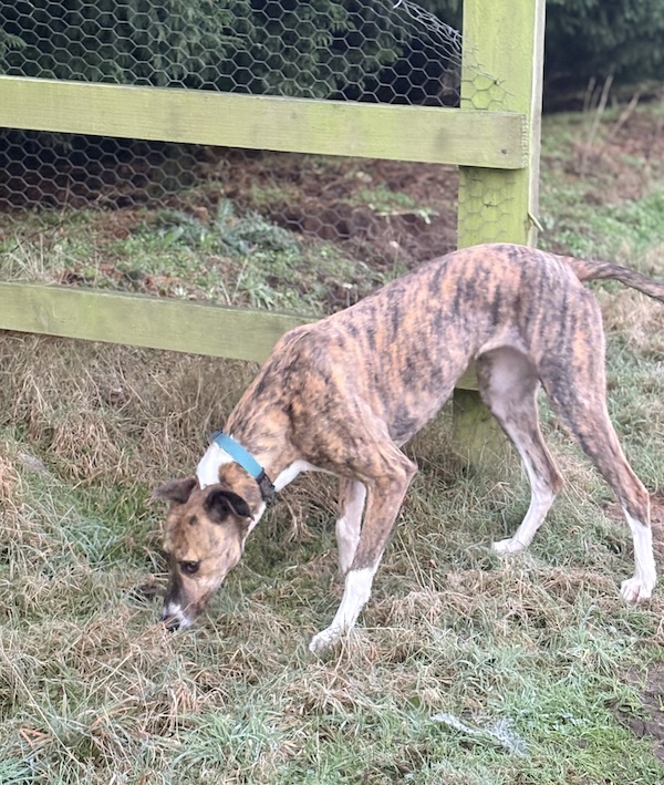 Twix who is a Lurcher