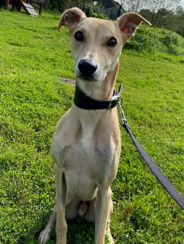 Tyson who is a Lurcher