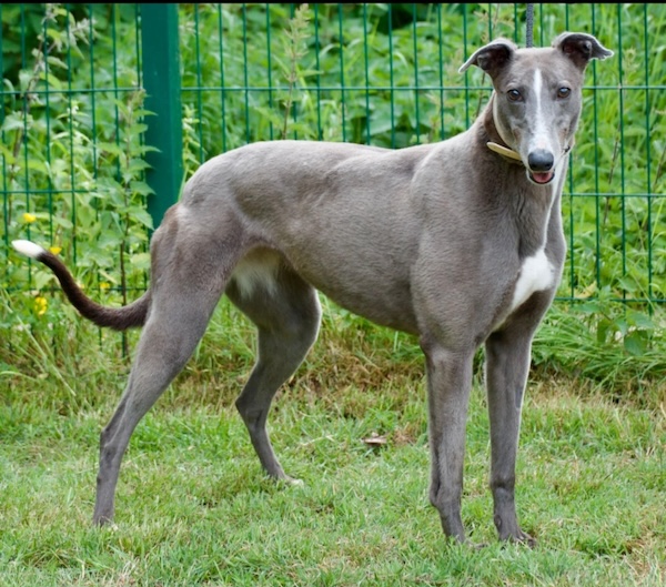 Can you give Vicky a new home