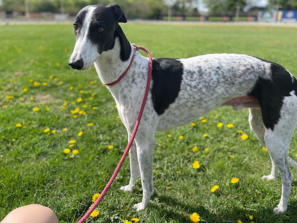 Can you give Vinny a new home