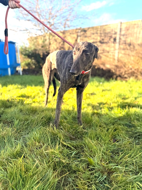 Winnie who is a Greyhound