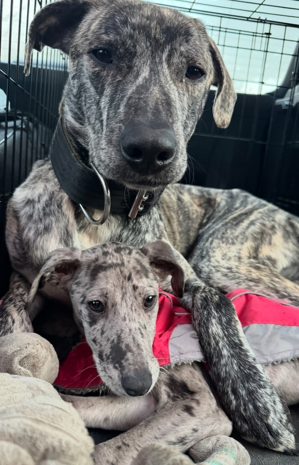 Winnie and Ronnie who is a Lurcher