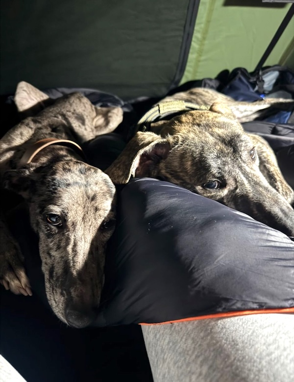 Winnie and Ronnie who is a Lurcher