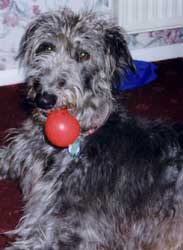 Photo for Brogan is a beautiful deerhound