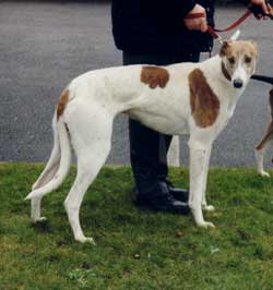 Photo for This is Cassie, a whippet/collie/saluki