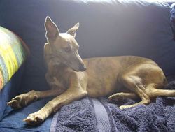 Photo for Beautiful Dash loves relaxing on the sofa.